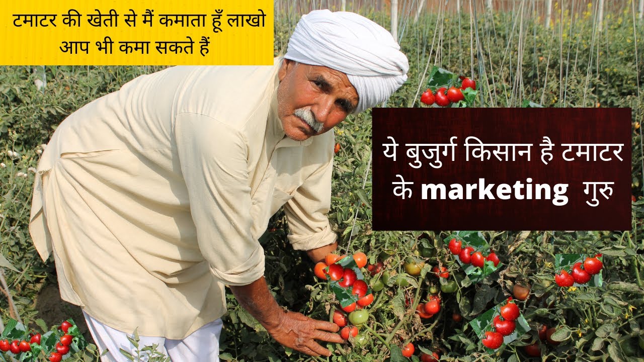 टमाटर की खेती की सम्पूर्ण जानकारी / indian farming technology