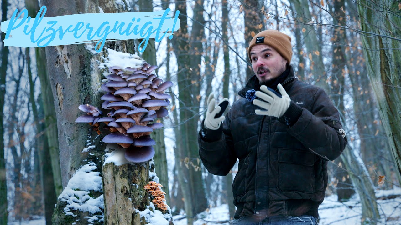 Giftpilze im Winter ☠ Austernpilze, Judasohren, Enoki´s und ihre gefährlichen Verwechslungspartner