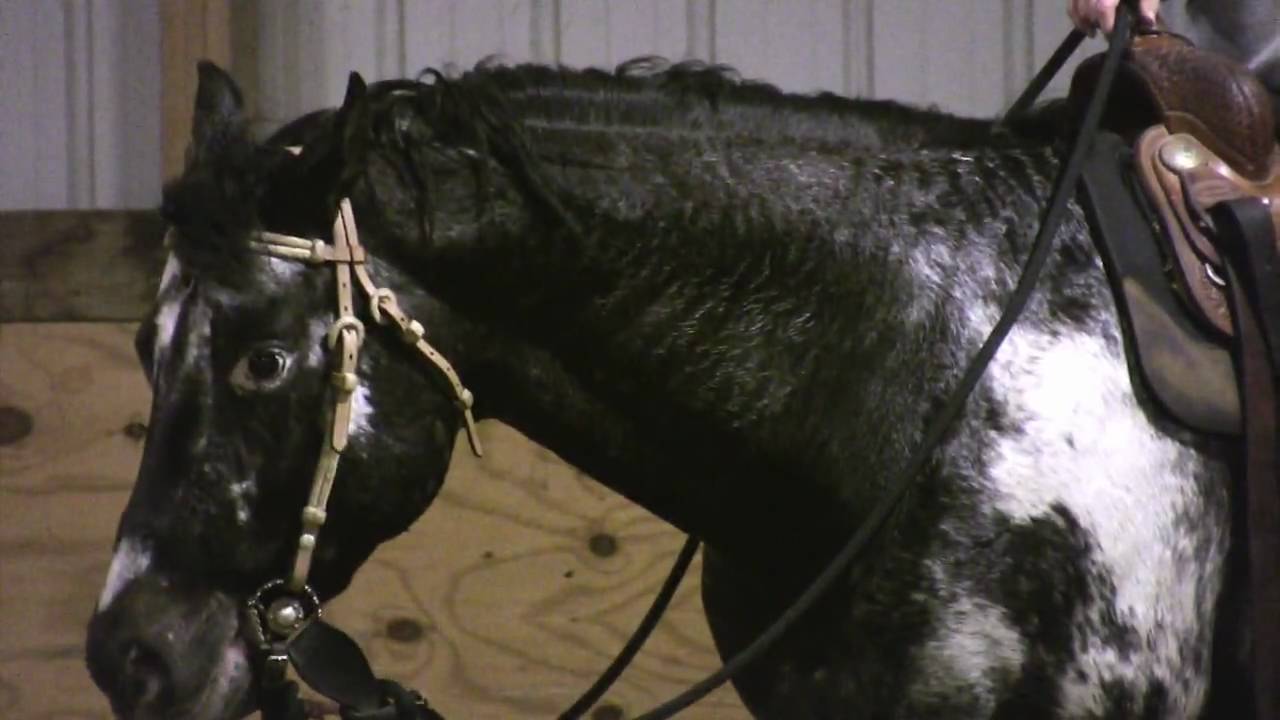 Working with horses, a passion
