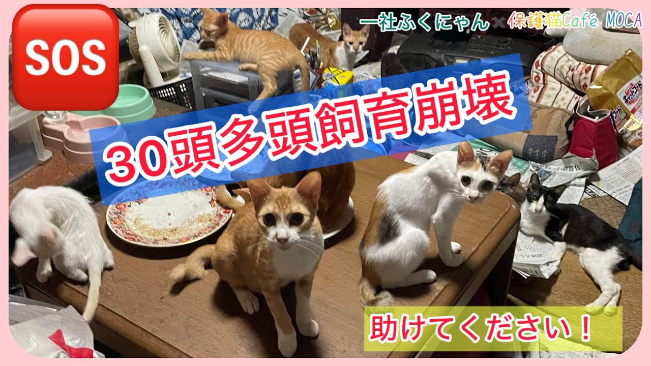 飼い続ける事が困難に！緊急SOS ‼️どうか助けてください。猫の預かり、里親様募集しています。