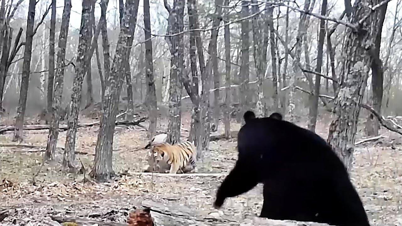 Amur Tiger vs Bear – Who Rules the Ussuri Taiga? #30