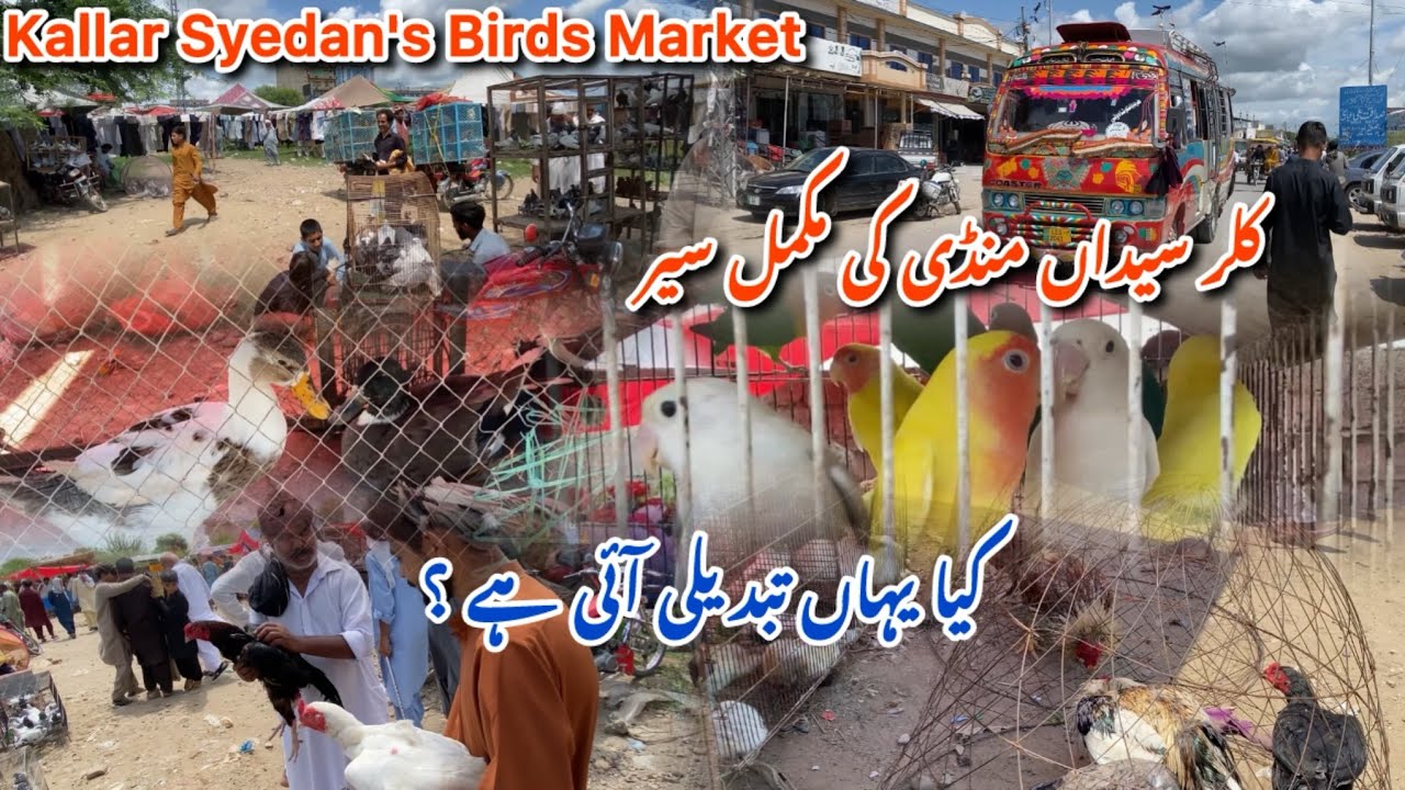 Kallar Syedan's Mandi's Full overview|Expensive and Fancy birds Market| #kallarsyedan #mandi #bazar 