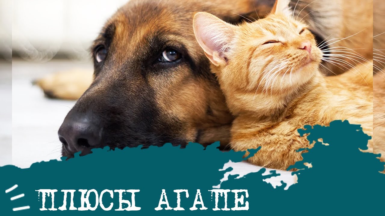 ПЛЮСЫ отношений АГАПЕ💞