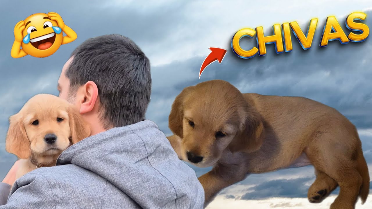 Мой 2-месячный щенок золотистого ретривера теперь с нами! 🐶