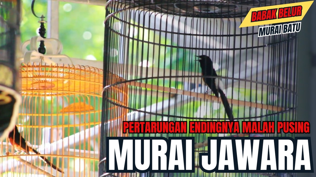 ENDINGNYA SUE !! PERTARUNGAN YANG MENEGANGKAN || MURAI BATU