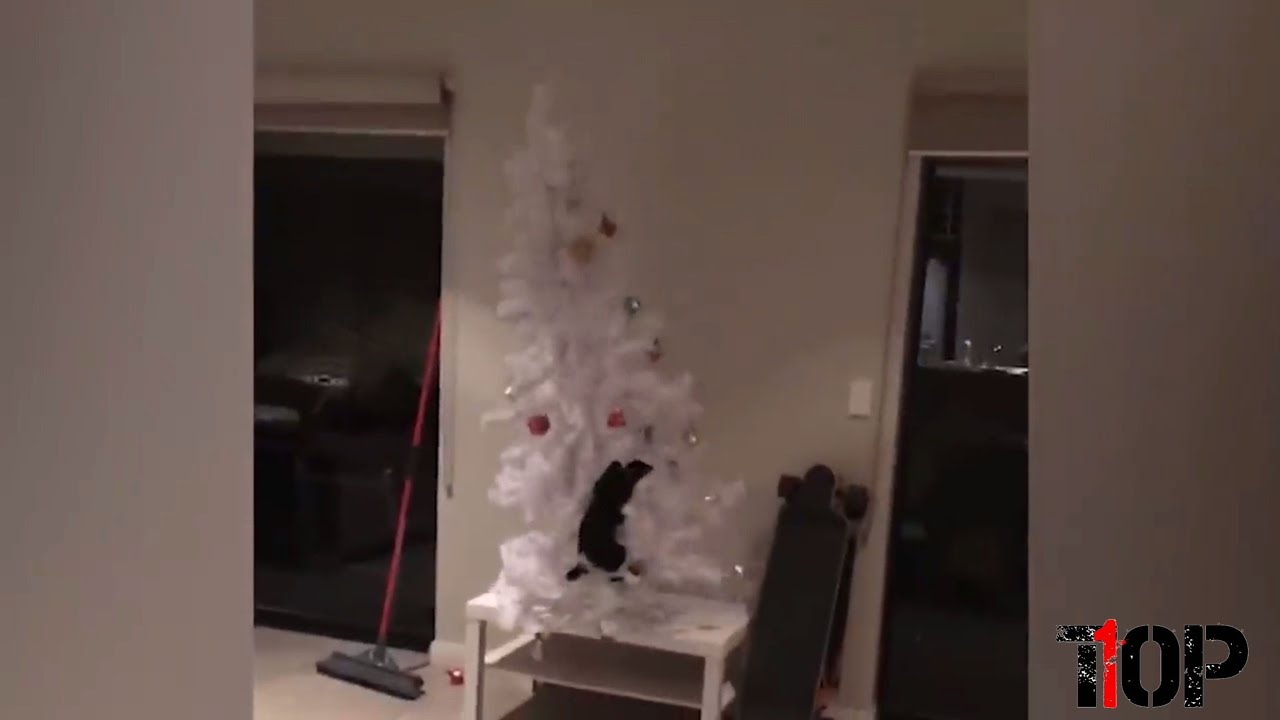 Top Christmas Tree Fails!