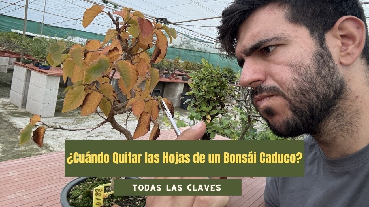 ¿Cuándo y Por Qué Quitar las Hojas de un Bonsái Caduco?