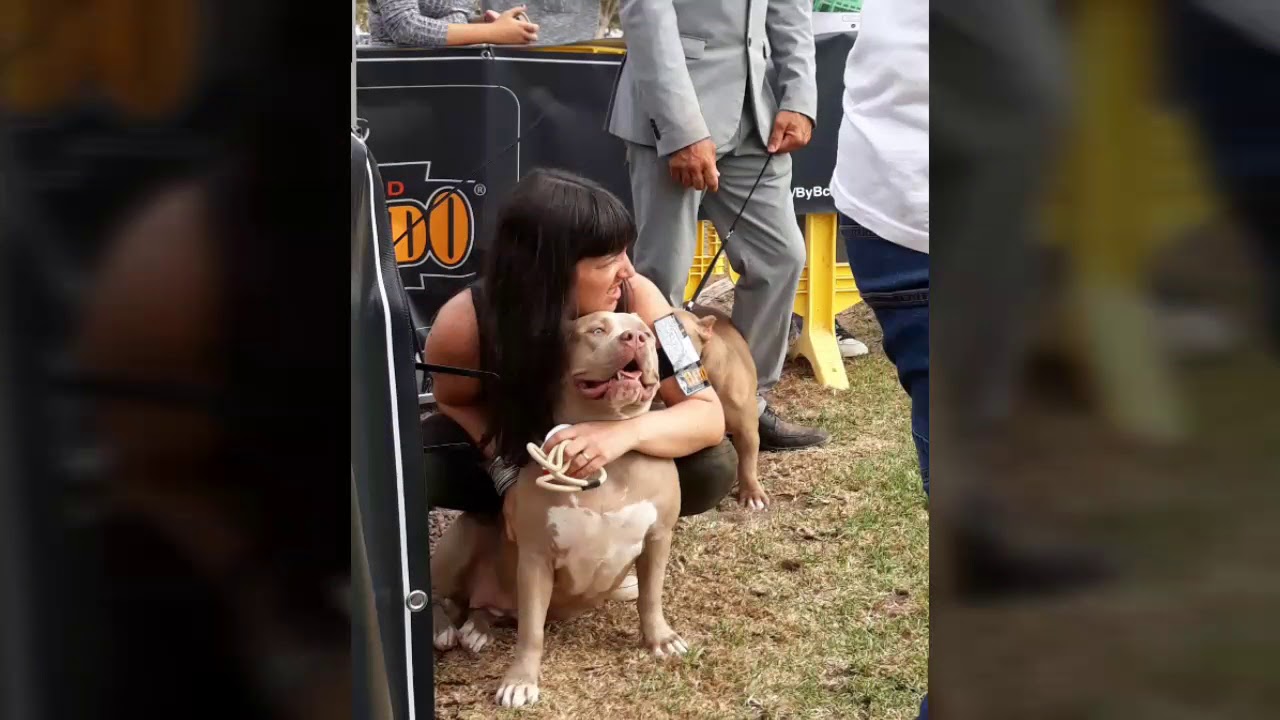 American bully gran canaria prestige