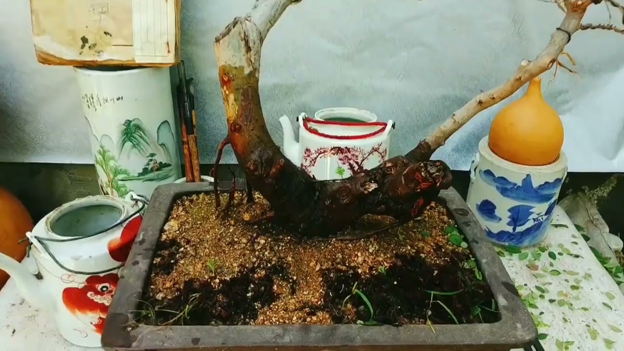 如何打破植物的半休眠状态？让它疯狂生长。培养土对植物的影响