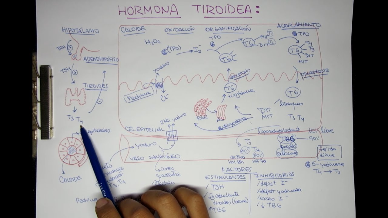 Hormonas Tiroideas: T3 T4