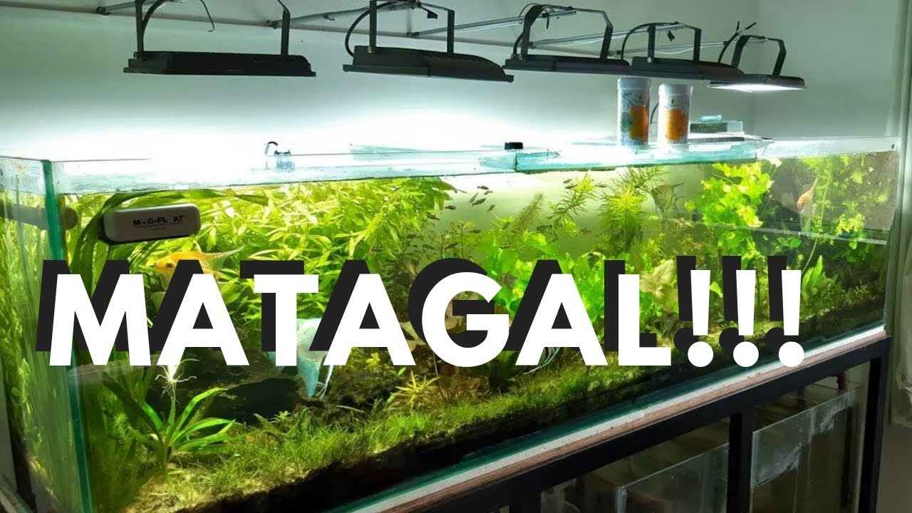 MATAGAL!!! PLANTADO DE 2 METROS COM REFLETOR DE LED 3 MESES DEPOIS