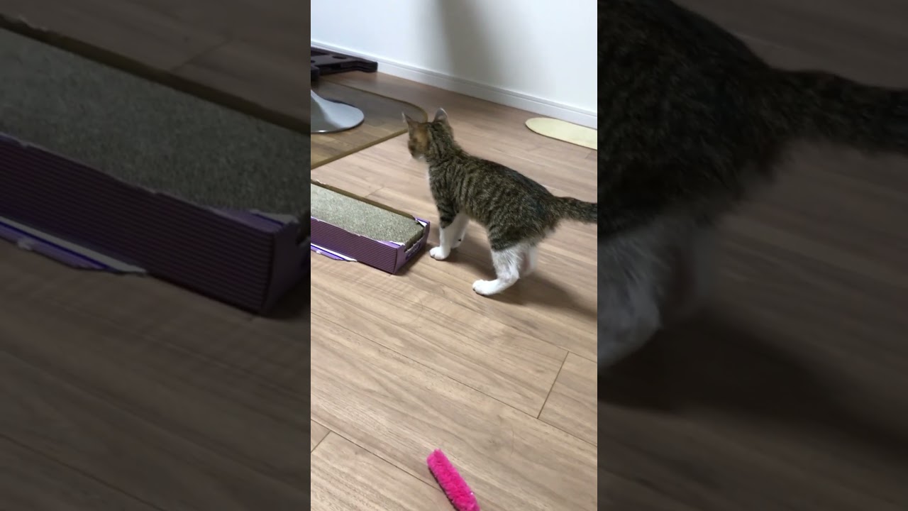 子猫から成猫へ。#shorts
