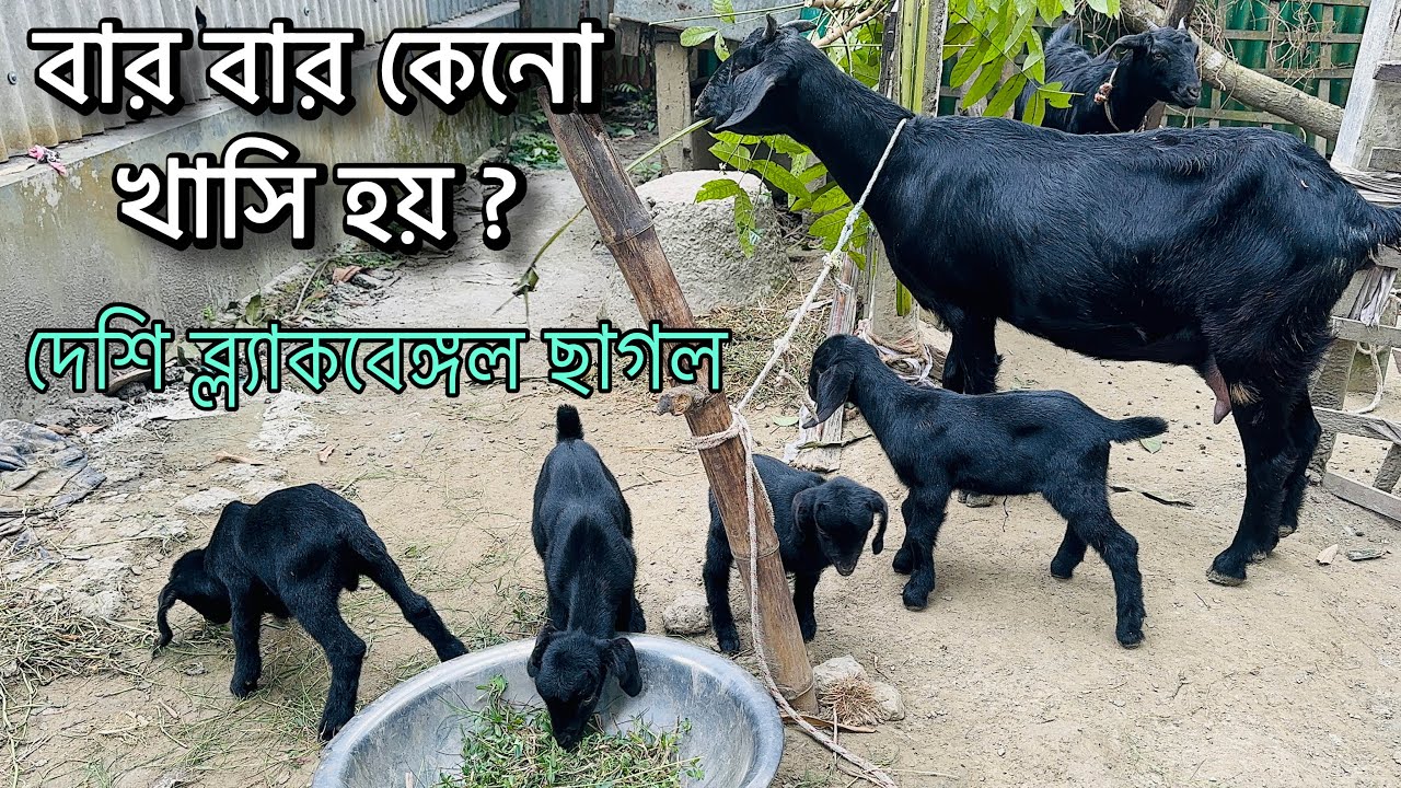 বার বার কেনো খাসি বাচ্চা হয় ? উন্নত জাতের দেশী ব্ল্যাক বেঙ্গল ছাগল।Blackbengol Goot.
