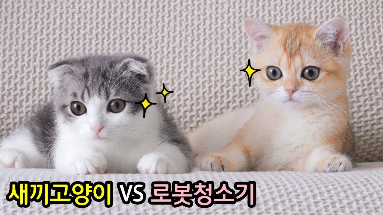 새끼고양이가 로봇청소기를 처음보면 이렇게 귀여움 (cat vlog)