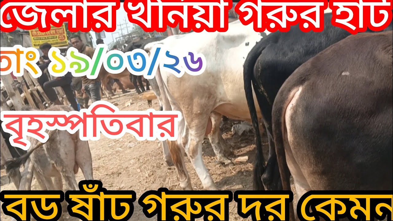 খর্নিয়া গরুর হাটে আজ বড় শাহীওয়াল সহ গরুর বাজার দর কেমন? তাং ১৯/০৩/২৬।