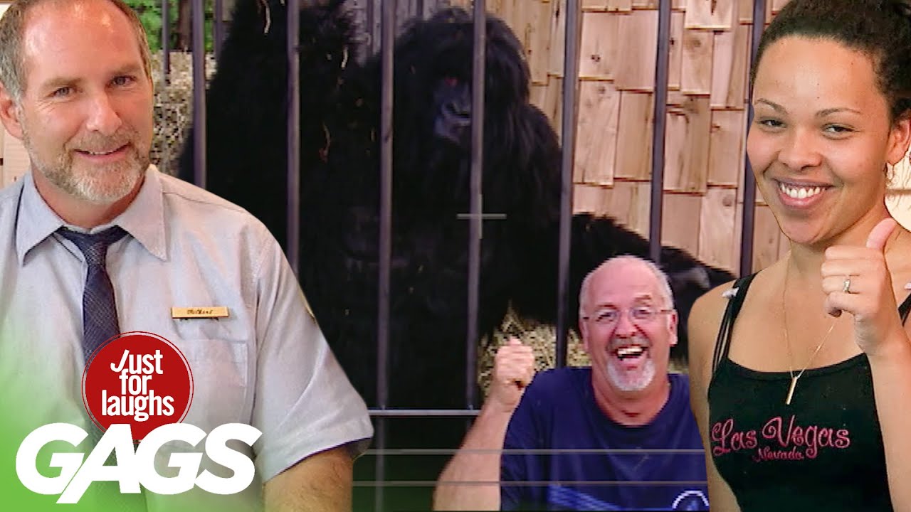 Best of Gorilla Pranks | Just For Laughs Compilation