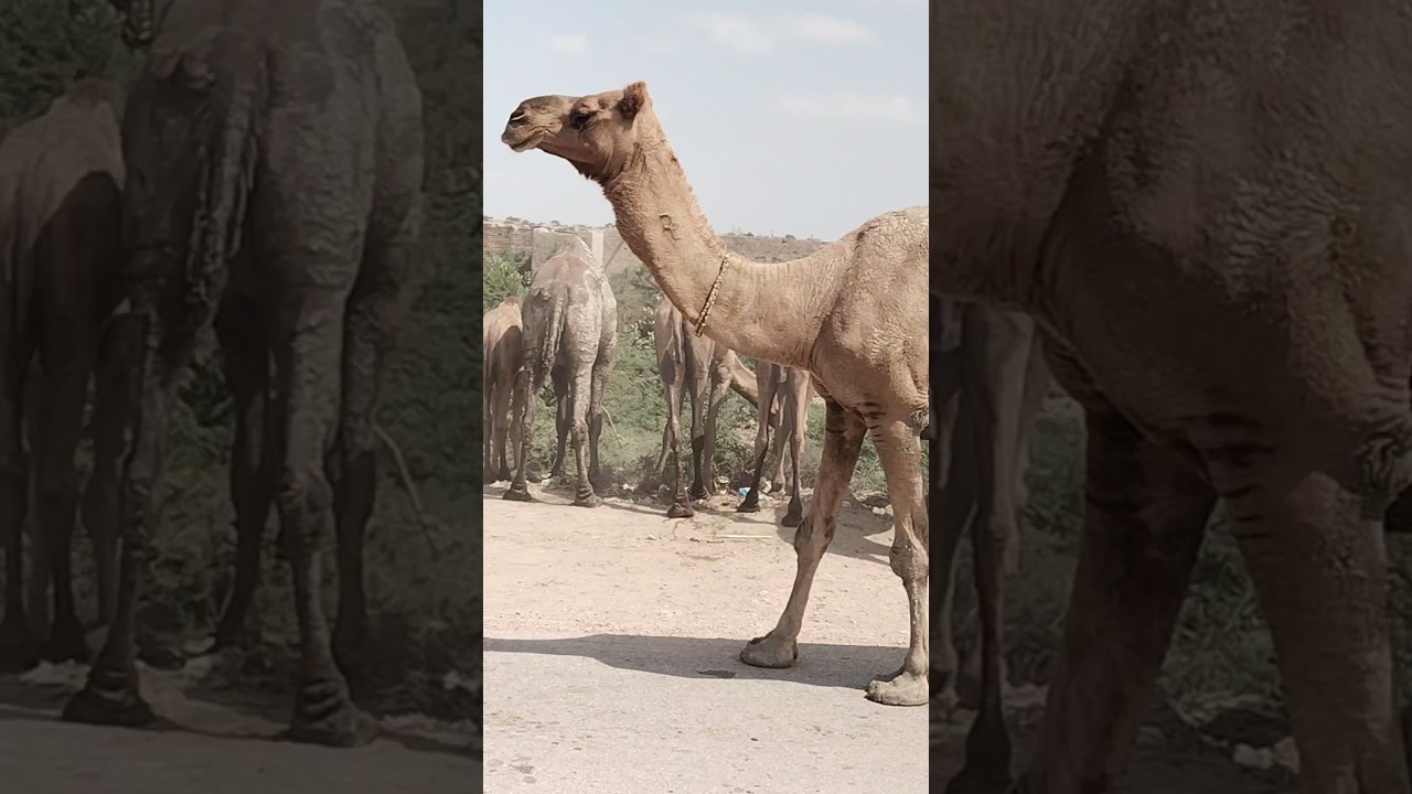A herd of camels munches on trees in the Tharparkar #desert. #nature #animals #desert#naturelovers