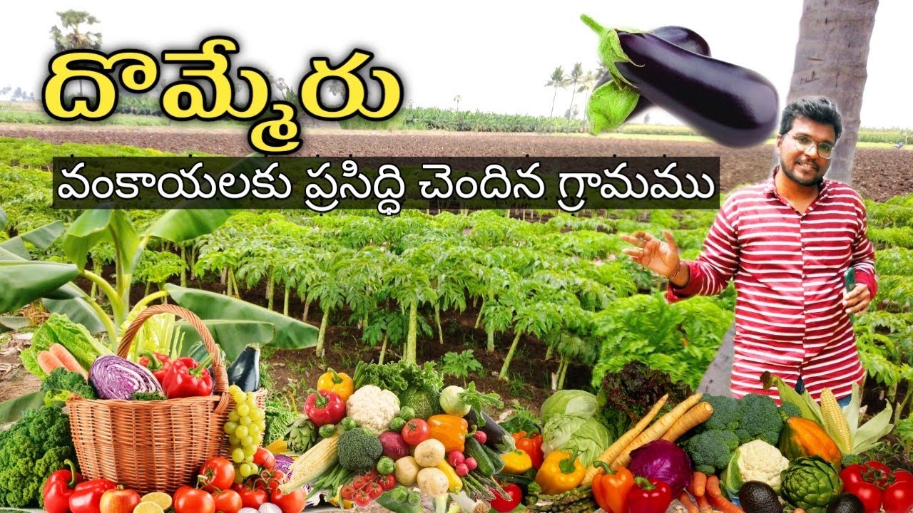 దొమ్మేరు వంకాయలు//Dommeru A village famous for brinjal