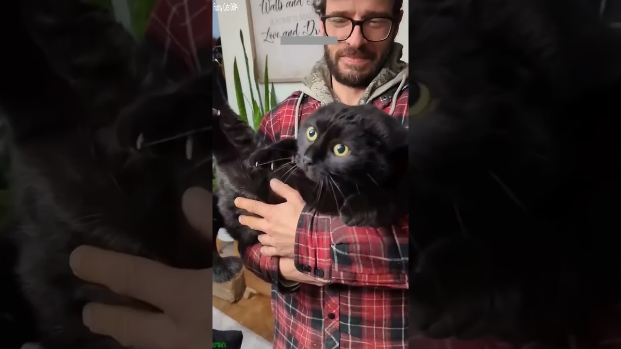 Cat Funny Videos 🐱 cats meowing 😹 # Episode 2573