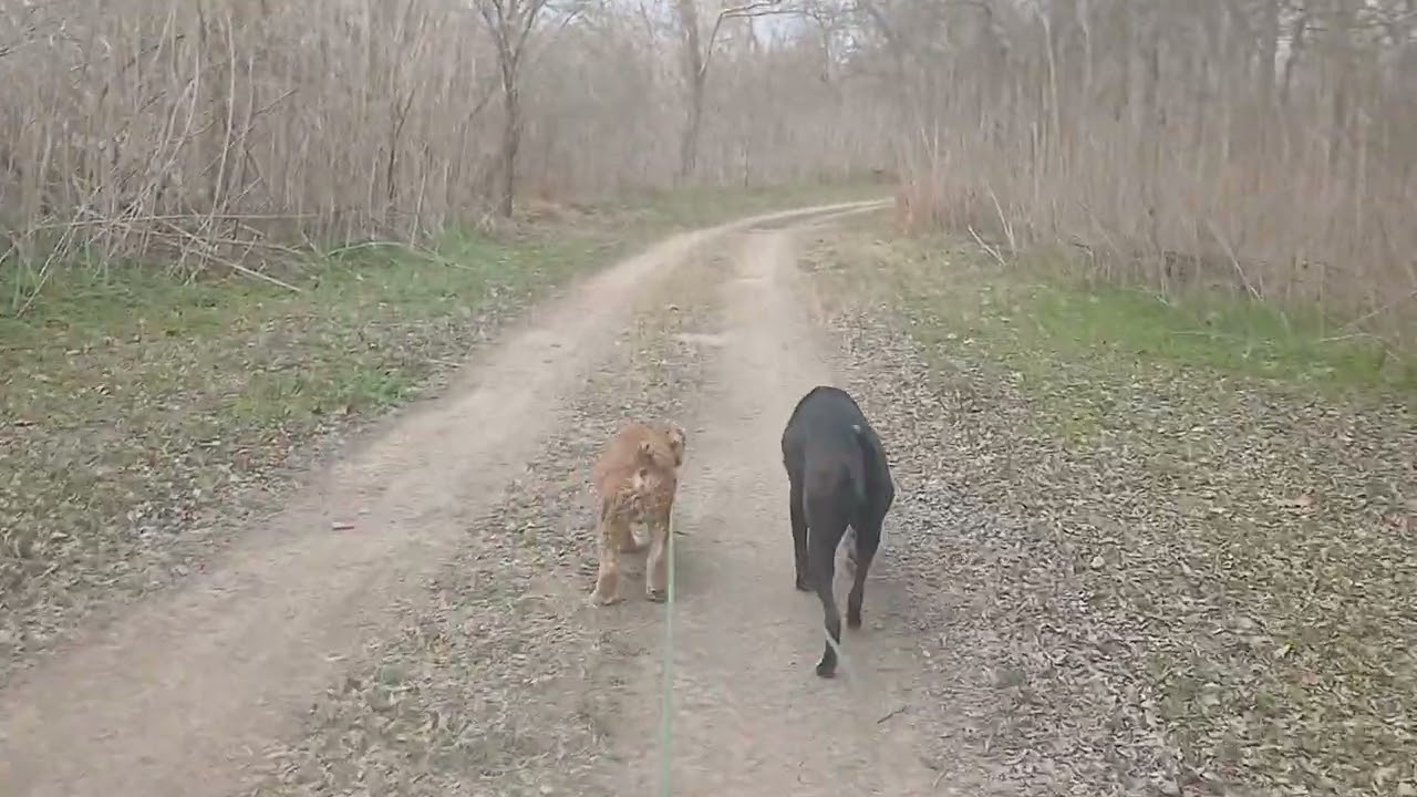 🐕 🚶‍♀️ 👣 