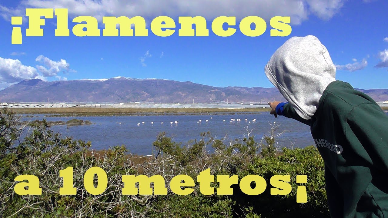 Sabinar de Punta Entinas, RODEADOS DE AVES.