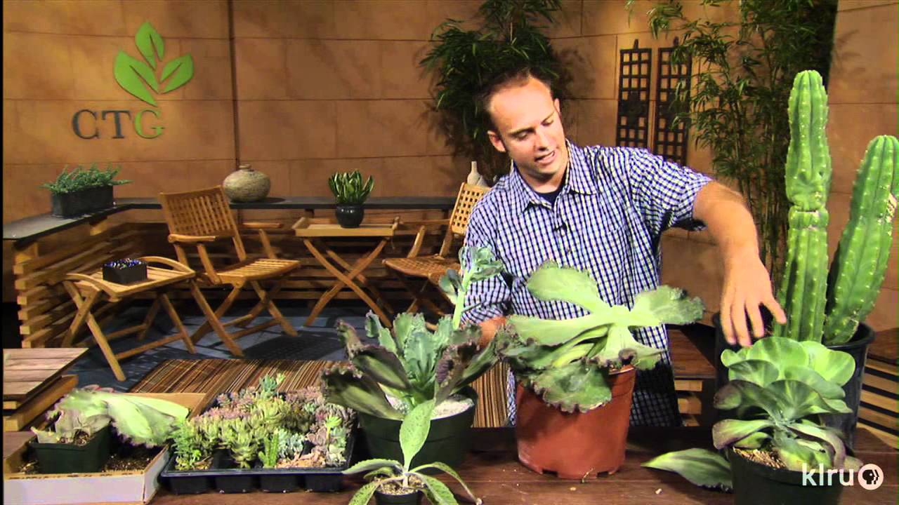 Propagating succulents pt. 2|Eric Pedley|Central Texas Gardener