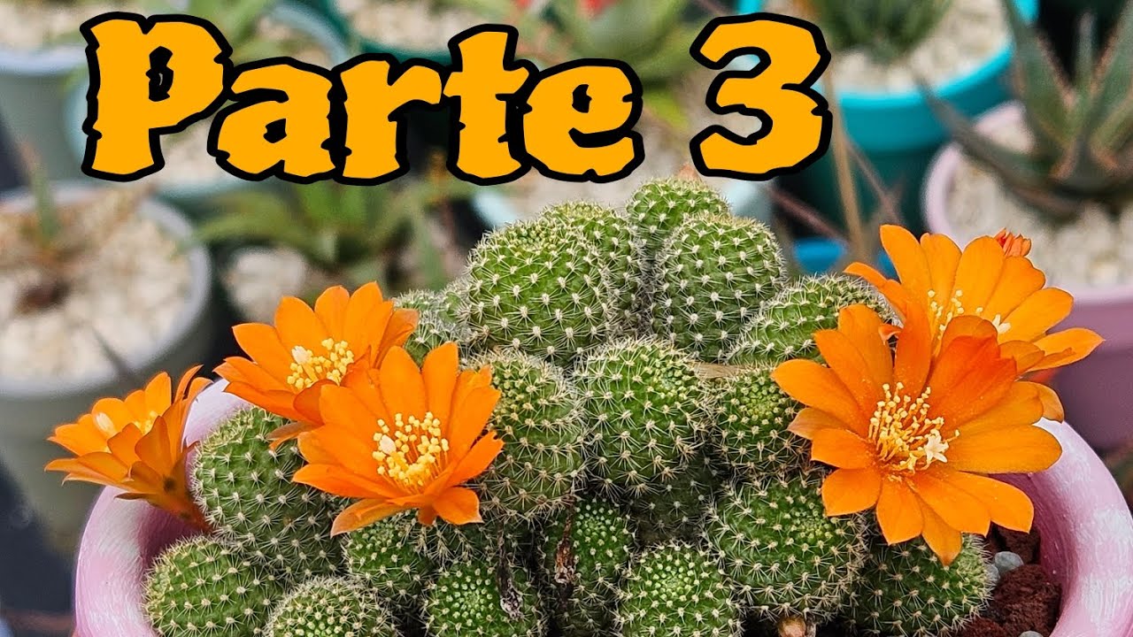 Colección de Cactus / Rebutias