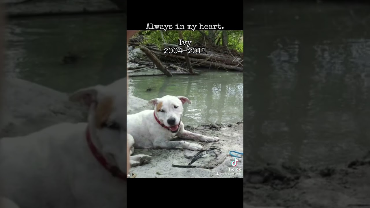 #adopt #adopted #animals #dogs #pitbull #pittie #rescue #savealife #shelterdog #trending