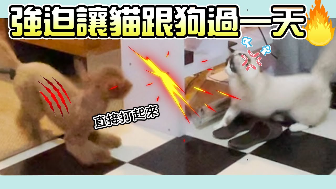 一豬小公主｜強迫讓貓跟狗過一天！！直接打起來