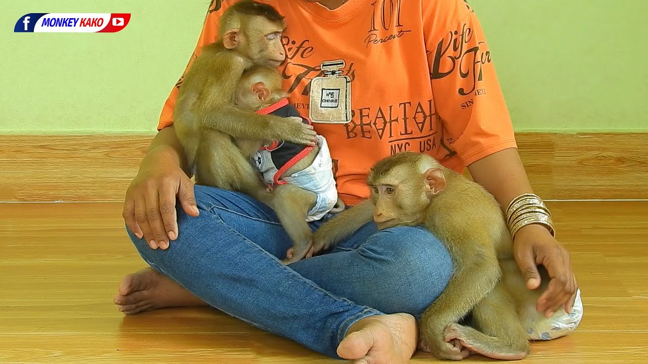 Adorable Kako Family | Three Baby Monkey Taking Nap On Mom Lap Daytime