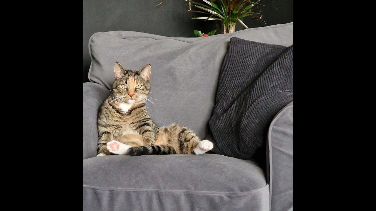 Cats 2025