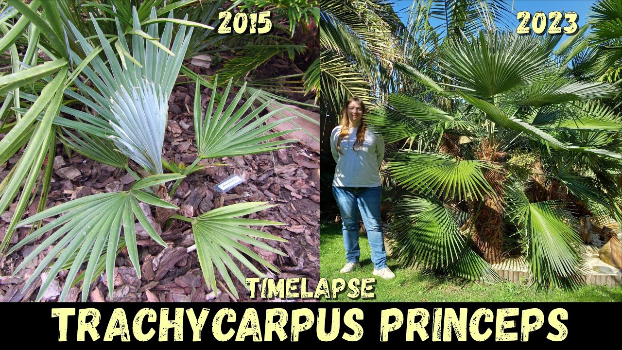 14 Years Timelapse of my Trachycarpus princeps @ Belgium