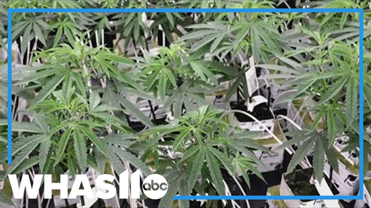 Mitch McConnell aims to take hemp products off shelves