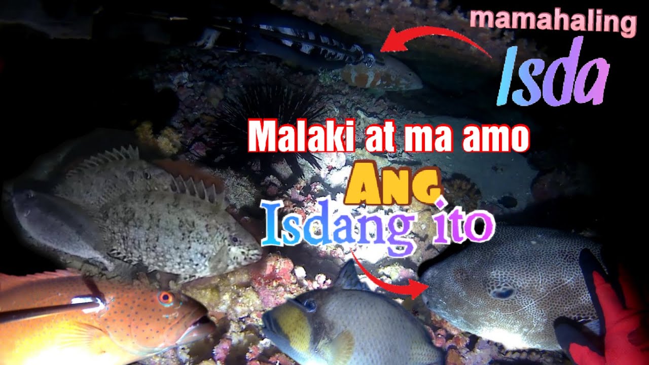 Grabe.! Ang laki at ang amo ng isdang ito. Ep.#9 Dagat Adventure | Night Dive Spearfishing.