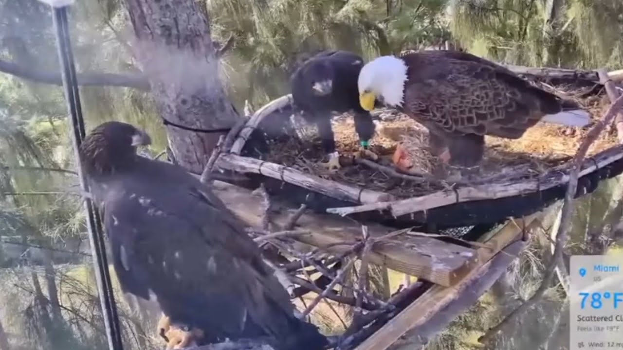 Big eaglet return home and Mom feed breakfast | Dade County Eagle | Mar 7, 26