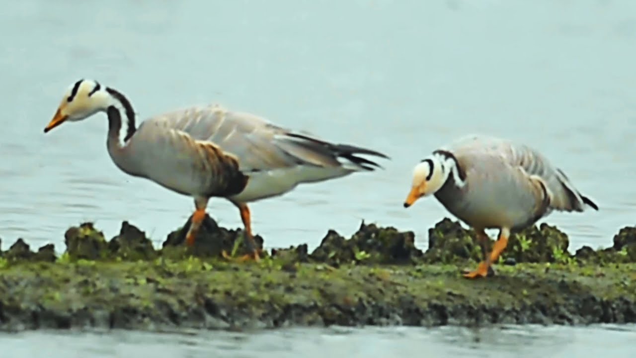 斑頭雁/Bar-headed Goose