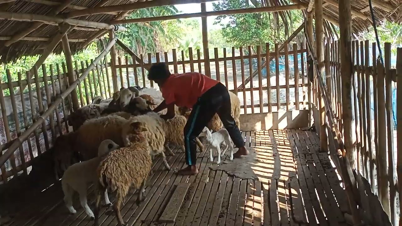 Technique for sheep vaccine || Mind Blog