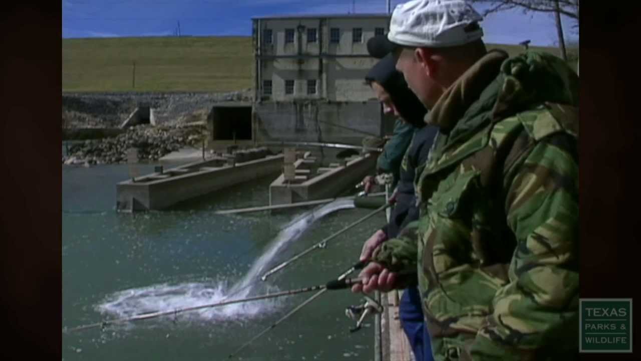 Trout Stocking: Easy-to-catch Sport Fish