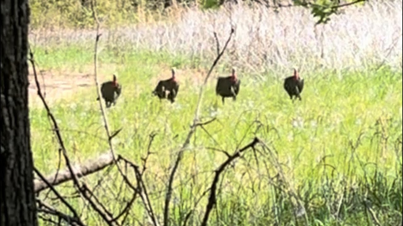 Rare red phase eastern turkey hunt 2024