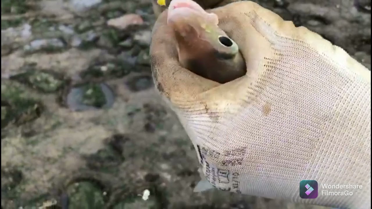 Pêche au Merlan 🐟🐟De wijting zijn er  weer 13 november 2021