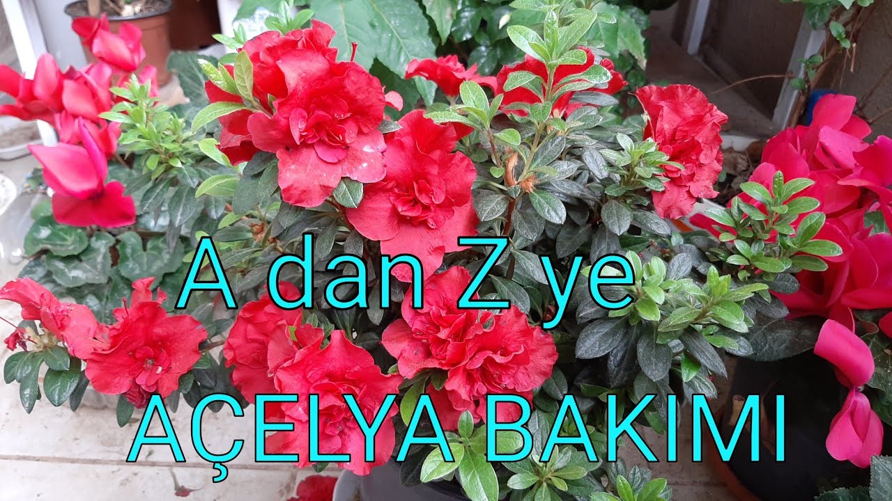 💥A dan Z ye 💯#AÇELYA #BAKIMI💥