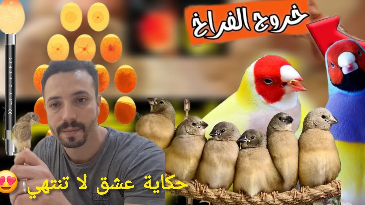 تفقد الأعشاش جولديان حكاية عشق لا تنتهي 😍  و تقديم منقوع سحري لطيوري روتيني أسبوعي #أجي نتولعو vlog