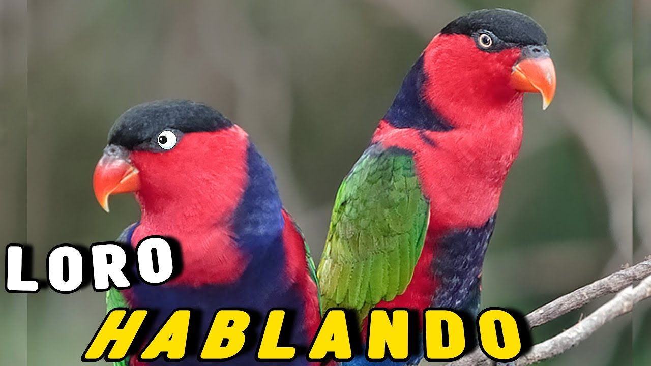 El LORO mas BONITO HABLANDO!!  Lory Tricolor Divertido e Imitando Sonidos