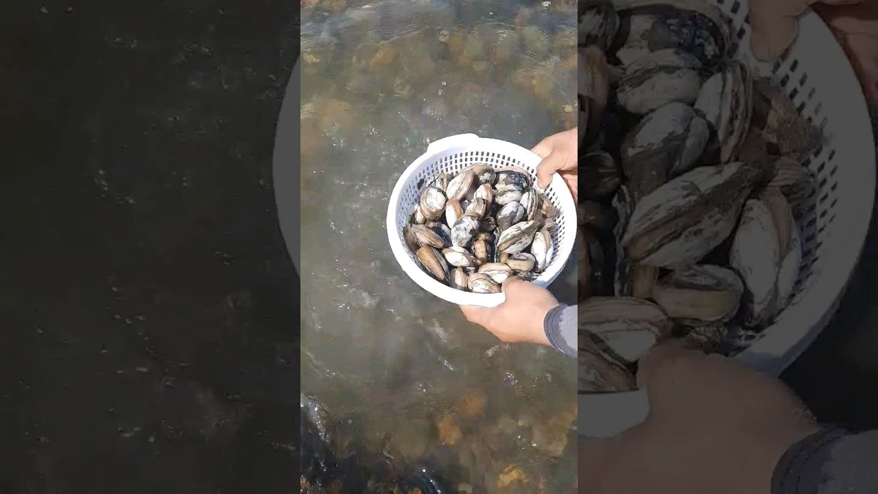 How to digging steamer clam