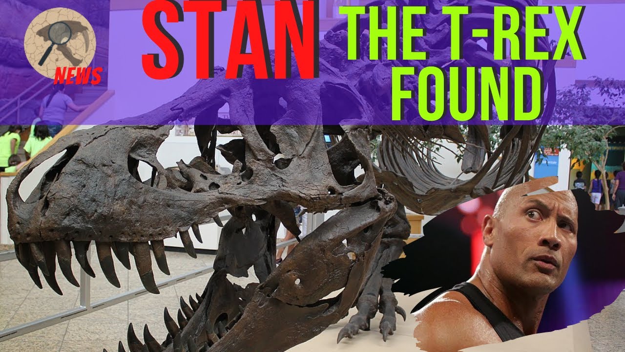 STAN THE T-REX FOUND!