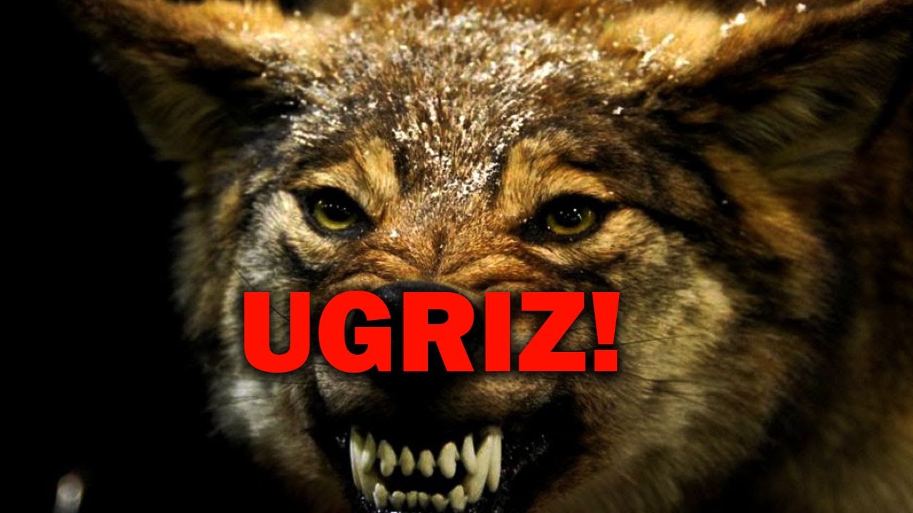 TOP 20: Psi sa Najjačim Ugrizom! Koja Rasa Ima Najjači Ugriz?