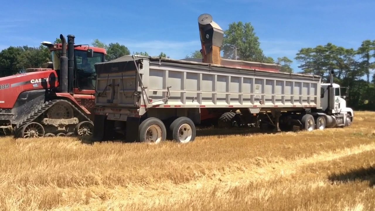 Wheat harvest 2021