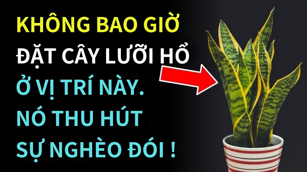 Cẩn Thận! Đừng Đặt Cây Lưỡi Hổ Ở Đây, Nó Sẽ Thu Hút Sự Nghèo Đói | Trí Tuệ Phật Giáo