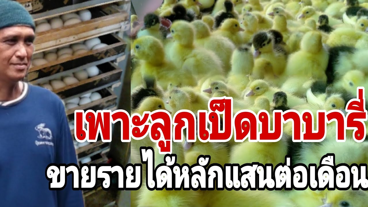 เพาะลูกเป็ดบาบารี่ขายรายได้หลักแสนต่อเดือน เลี้ยงไม่ยากเลย