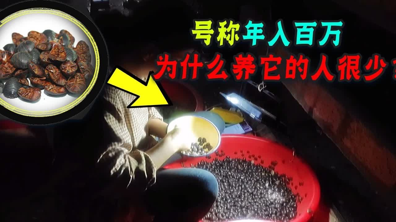 能入药做菜泡酒的土元，让人年入百万，为什么养它的人却很少？